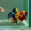 Plakat Koi Multicolor Male Betta Ju27 Male betta