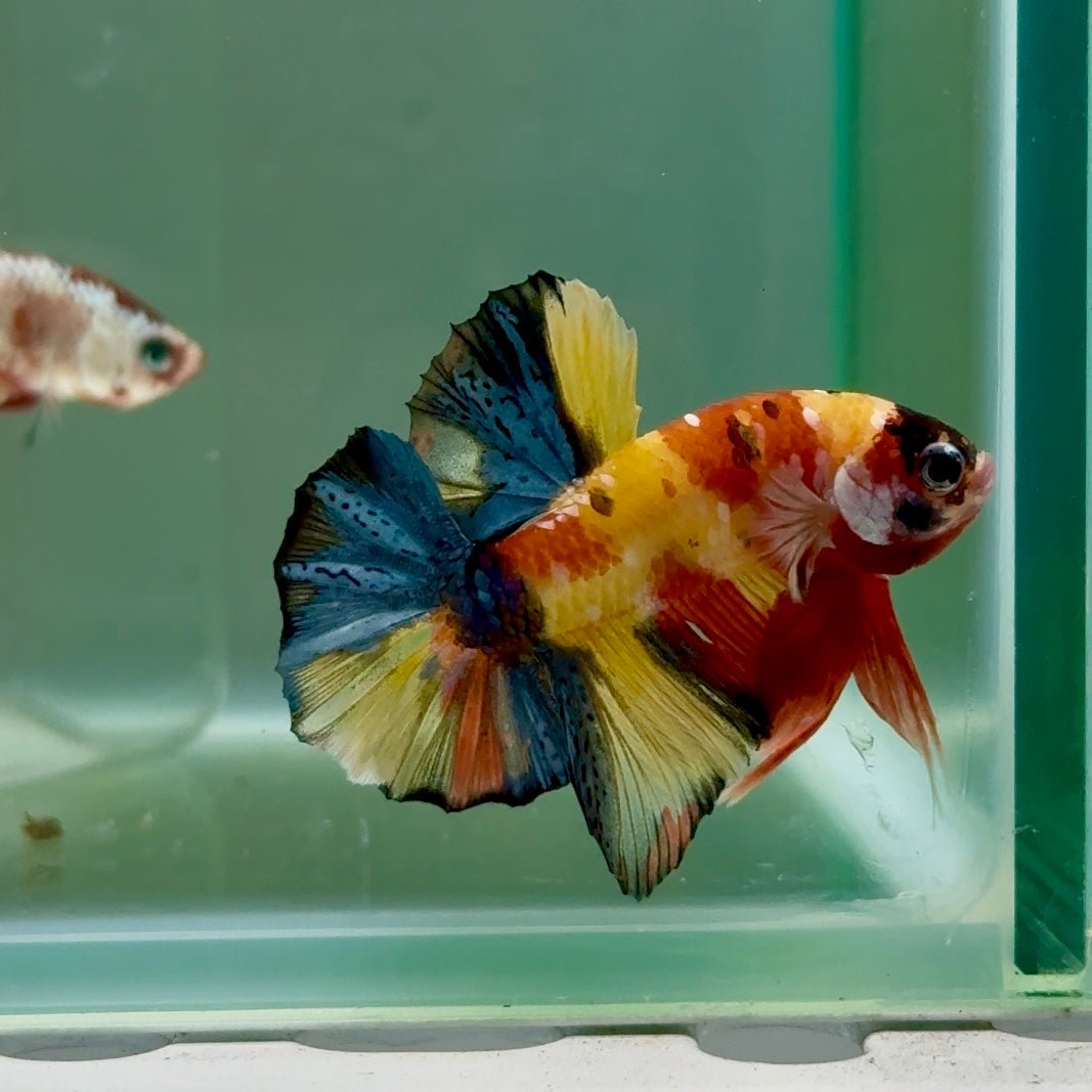 Plakat Koi Multicolor Male Betta #Ju27