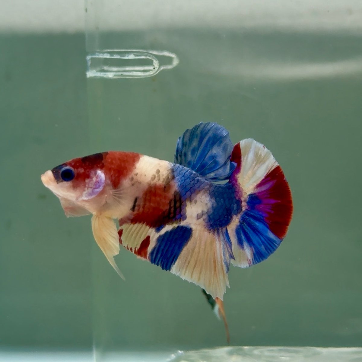 Plakat Koi Multicolor Male Betta Ju28 Male betta