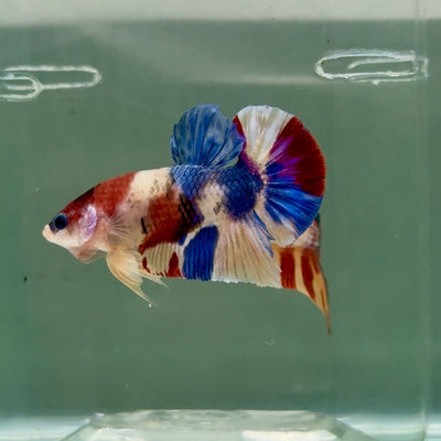 Plakat Koi Multicolor Male Betta Ju28 Male betta