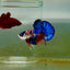 Plakat Koi Multicolor Male Betta M129