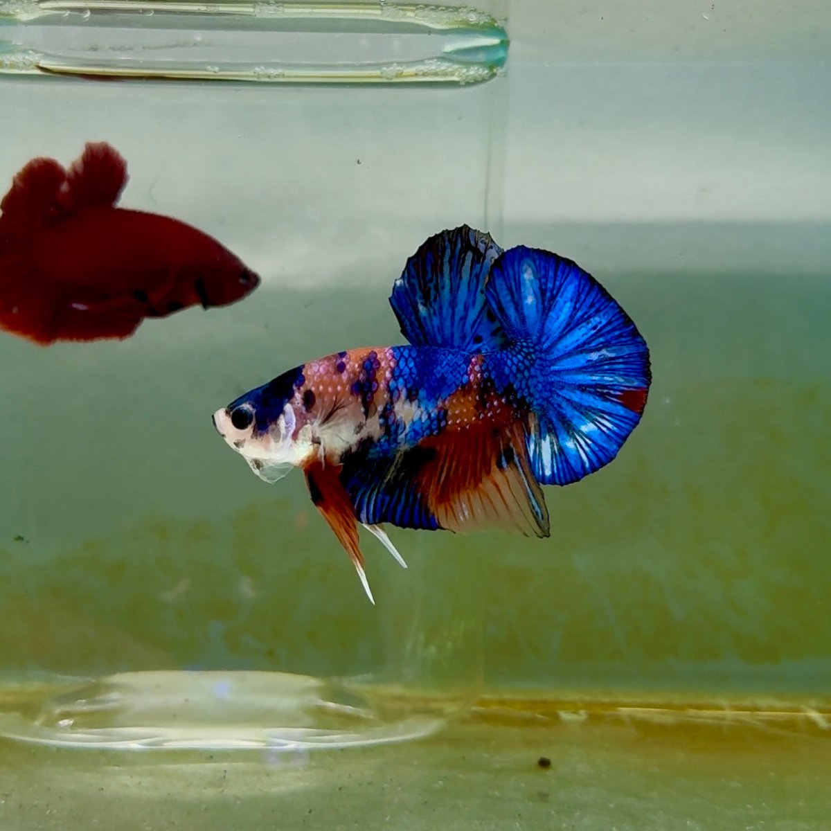 Plakat Koi Multicolor Male Betta #M129