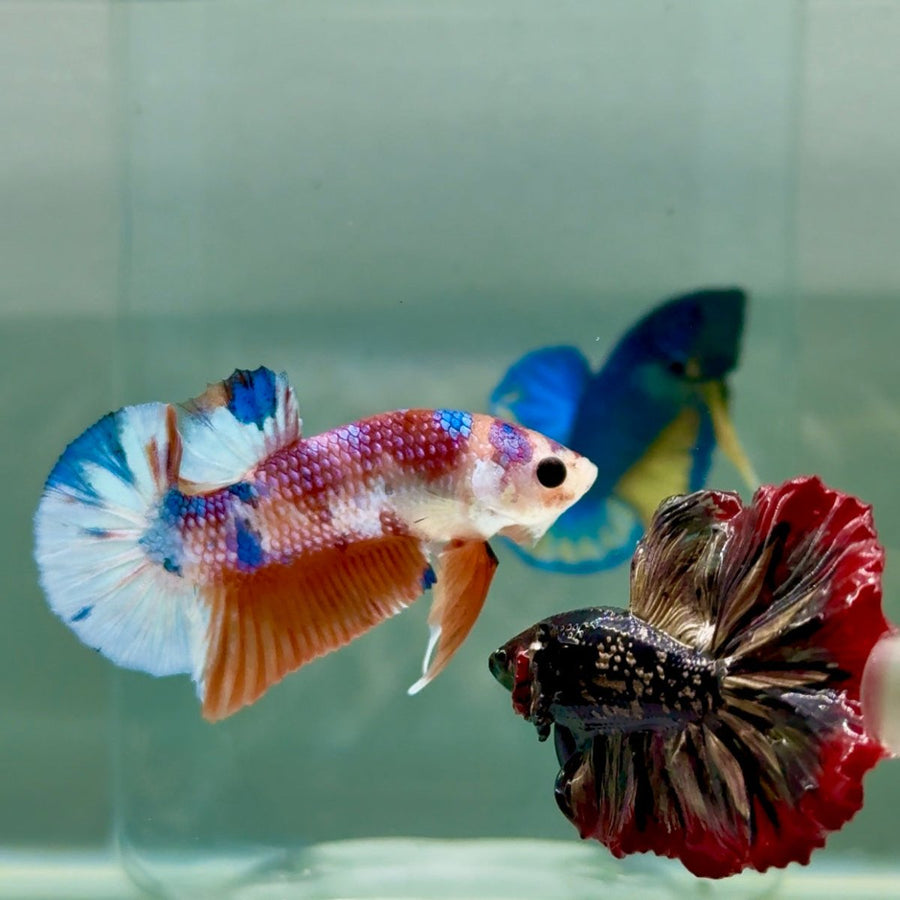 Plakat Koi Multicolor Metallic Male Betta A229