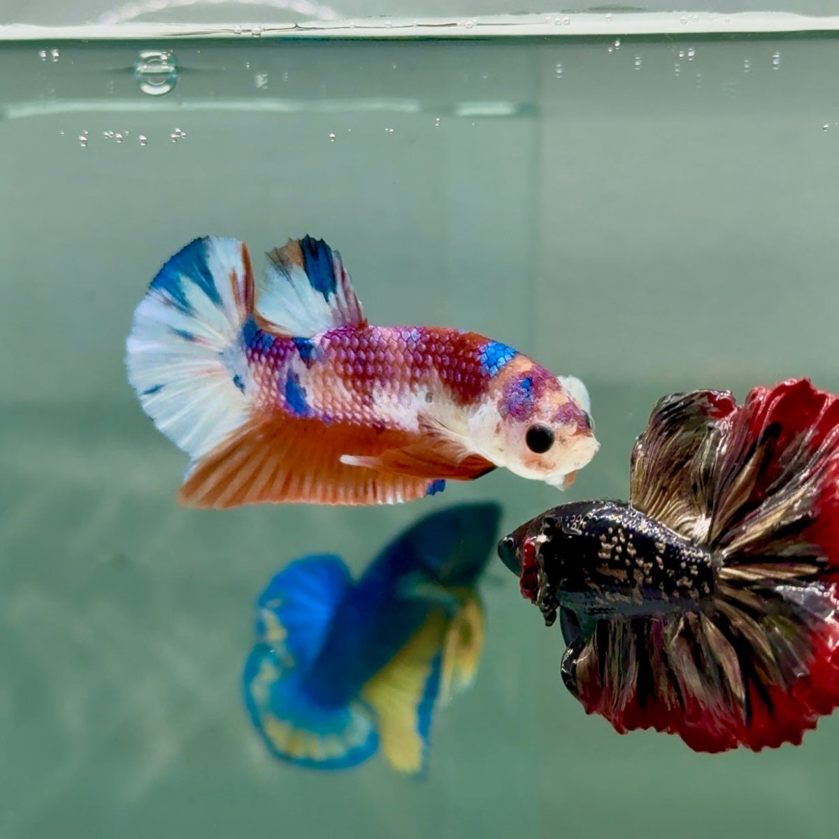 Plakat Koi Multicolor Metallic Male Betta #A229