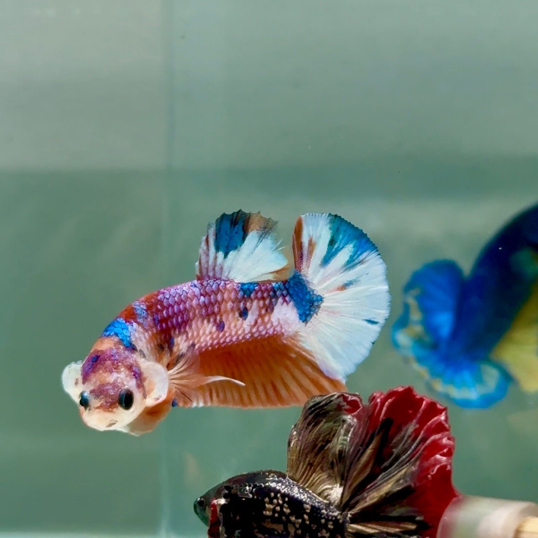 Plakat Koi Multicolor Metallic Male Betta #A229