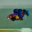 Plakat Koi Multicolor Metallic Male Betta A230
