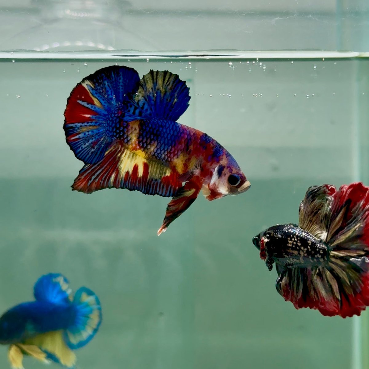Plakat Koi Multicolor Metallic Male Betta A230