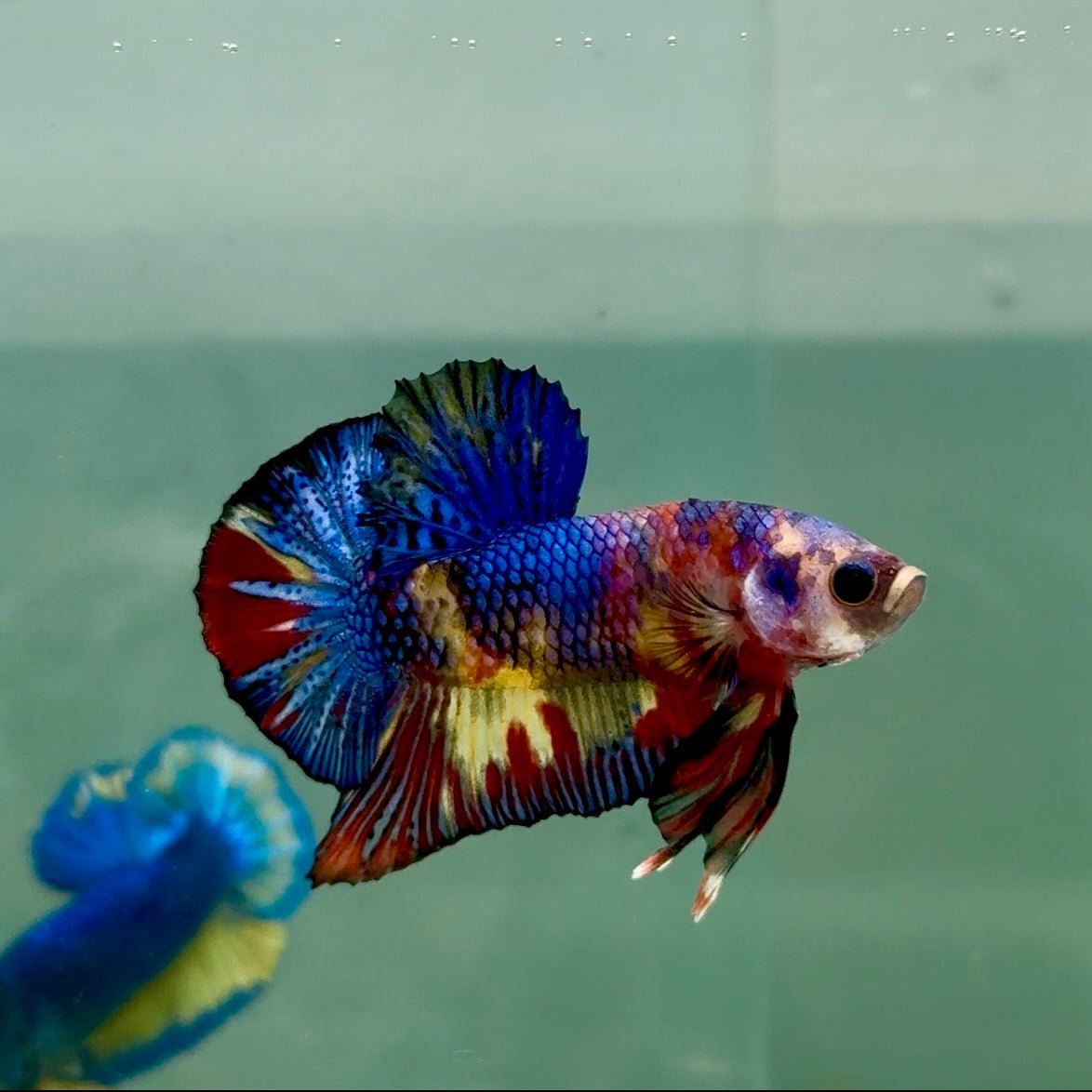 Plakat Koi Multicolor Metallic Male Betta A230