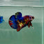 Plakat Koi Multicolor Metallic Male Betta A230