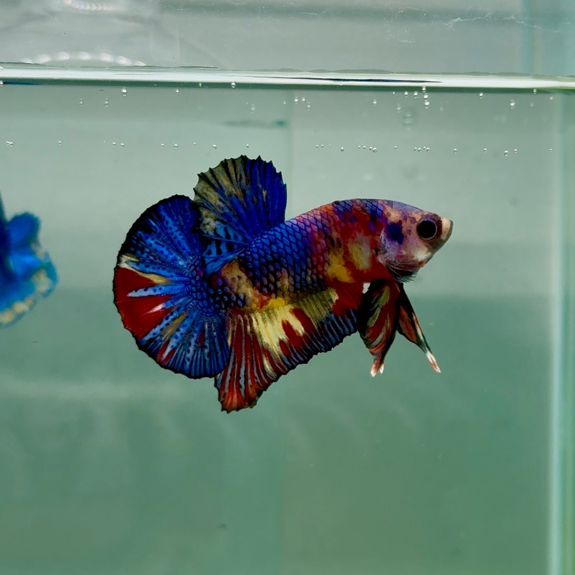 Plakat Koi Multicolor Metallic Male Betta A230