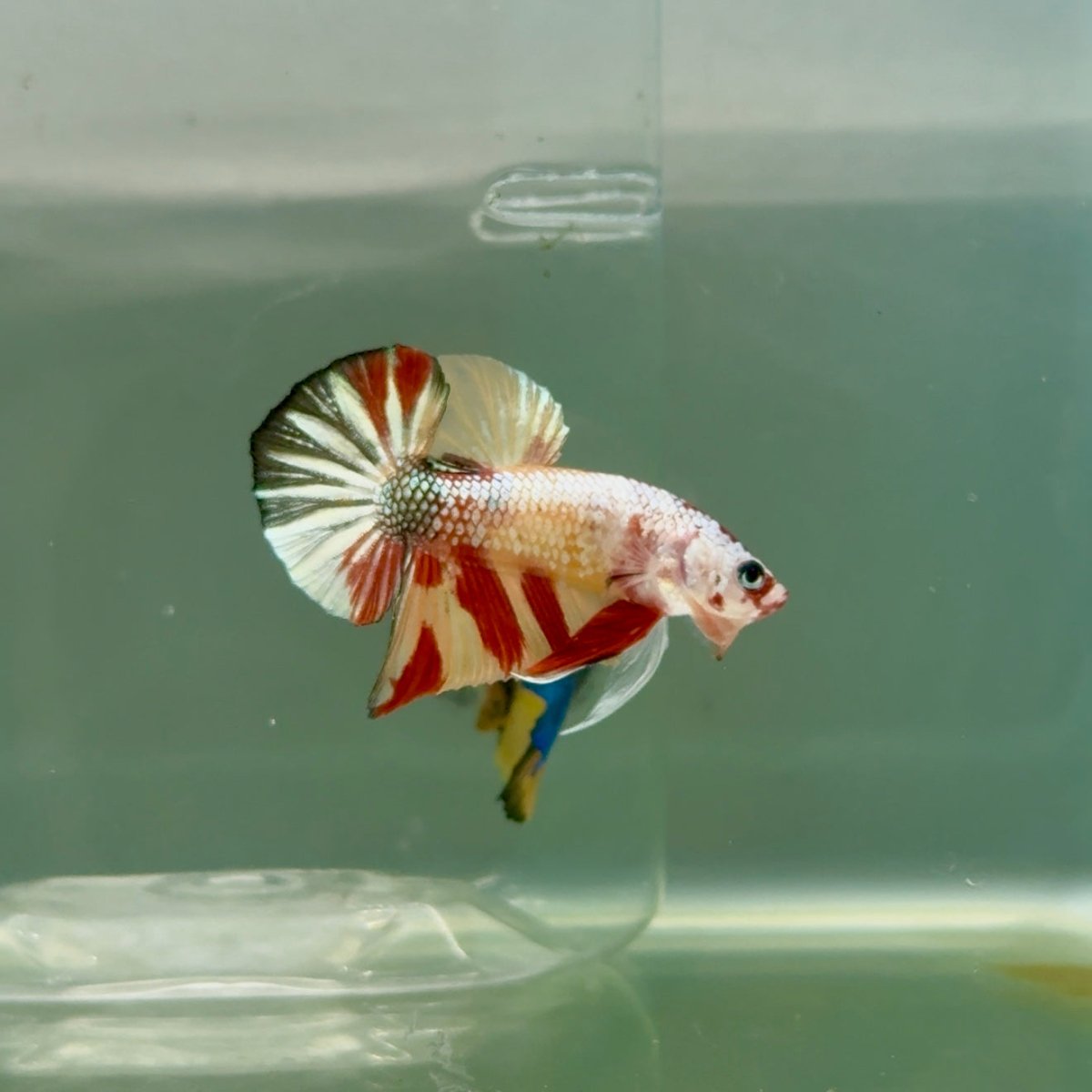 Plakat Koi Multicolor Metallic Male Betta #Ju53