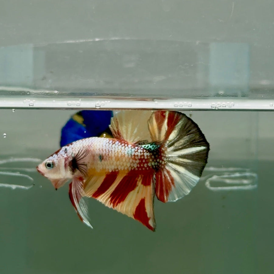 Plakat Koi Multicolor Metallic Male Betta Ju53 Live Betta Fish Male betta