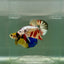 Plakat Koi Multicolor Metallic Male Betta Ju53 Live Betta Fish Male betta