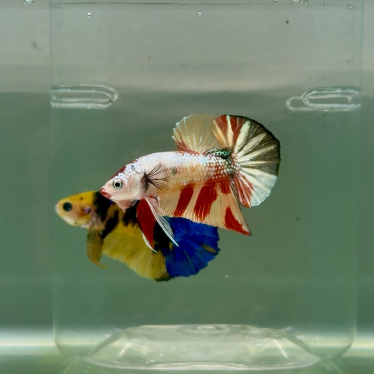 Plakat Koi Multicolor Metallic Male Betta #Ju53