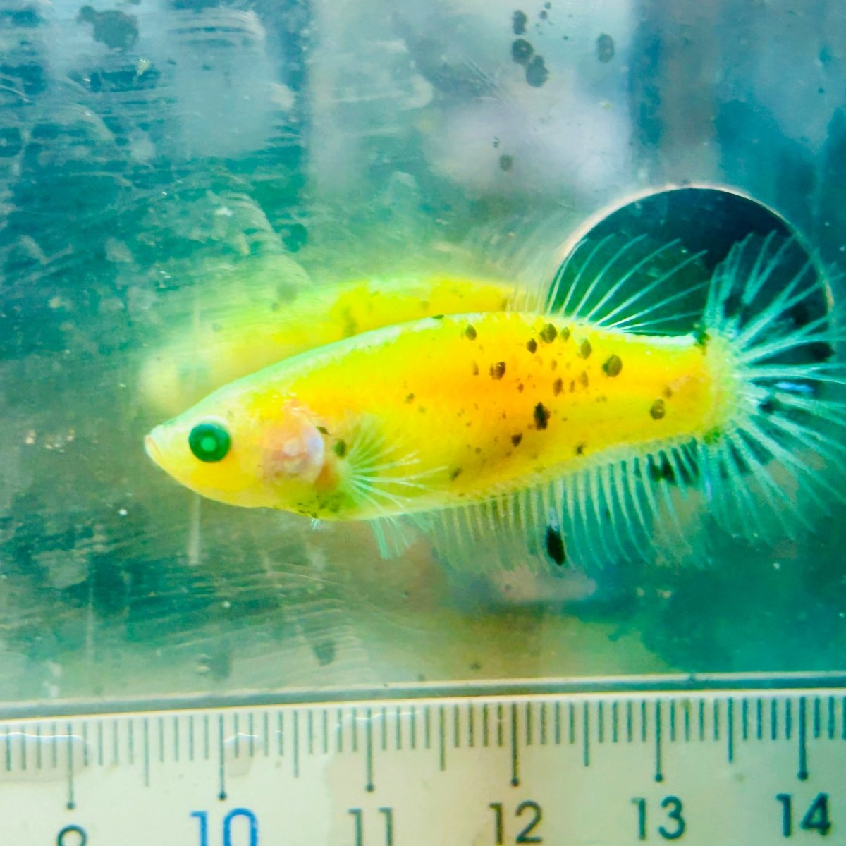 Plakat Koi Neon Female Betta #115