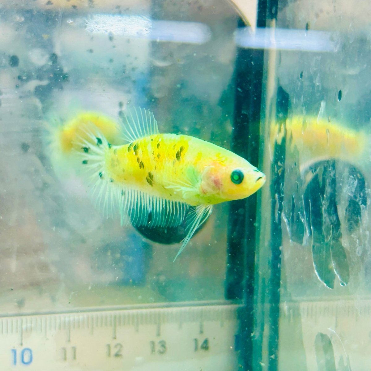 Plakat Koi Neon Female Betta #115