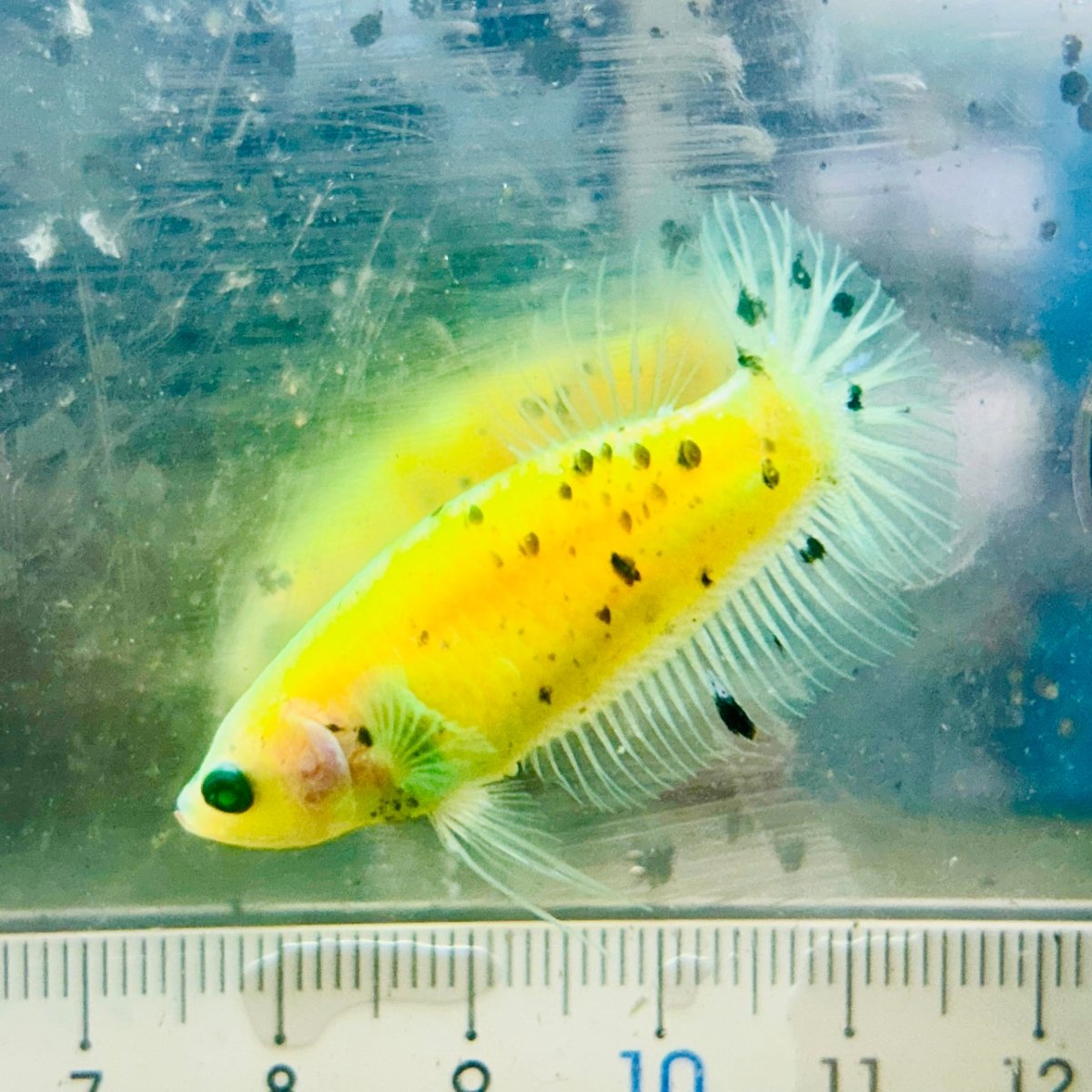 Plakat Koi Neon Female Betta #115