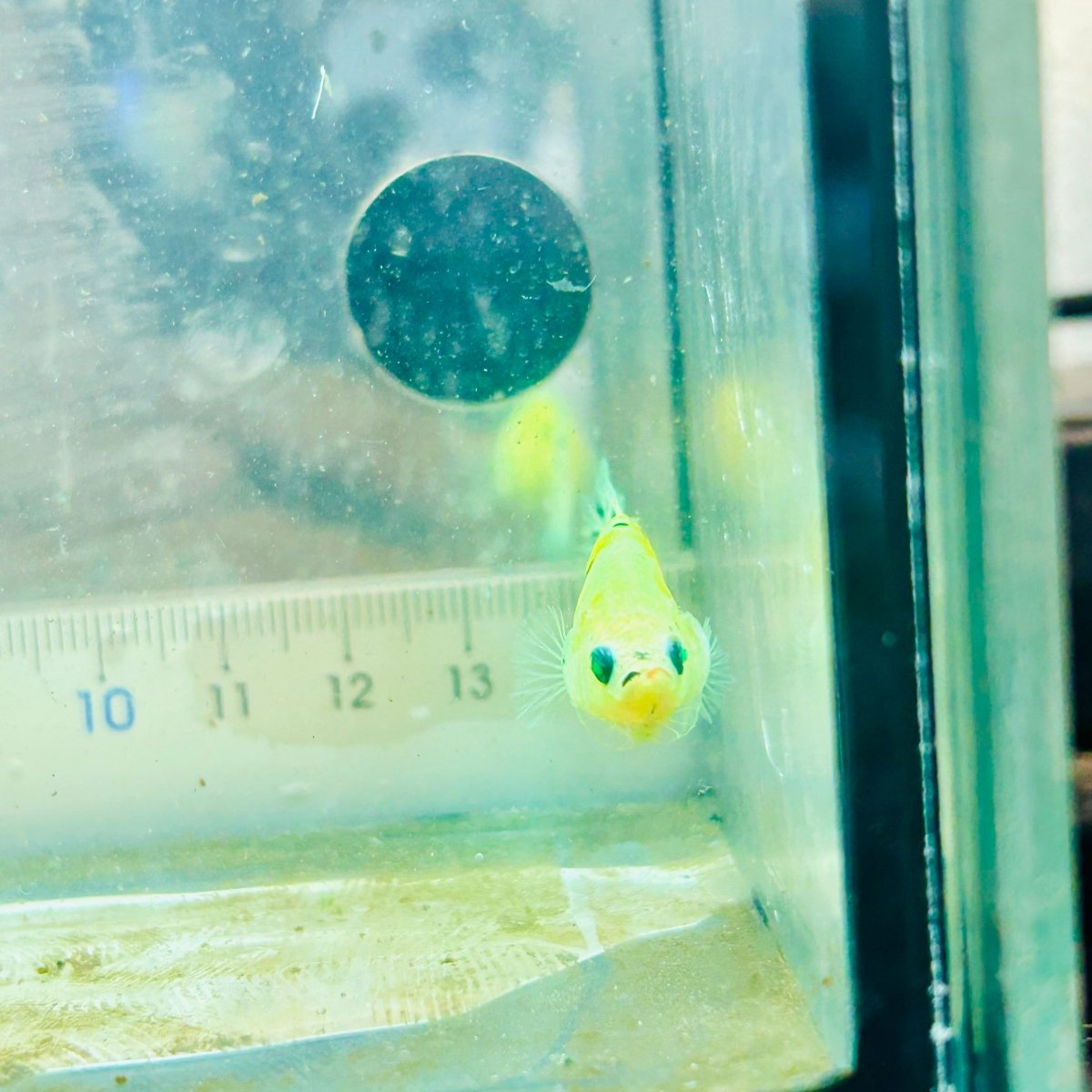 Plakat Koi Neon Female Betta #115