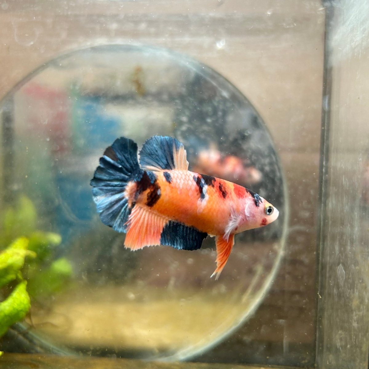 Plakat Koi Orange Cand Female Betta #090