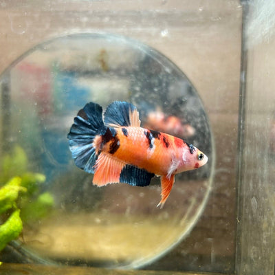 Plakat Koi Orange Cand Female Betta 090 Female betta