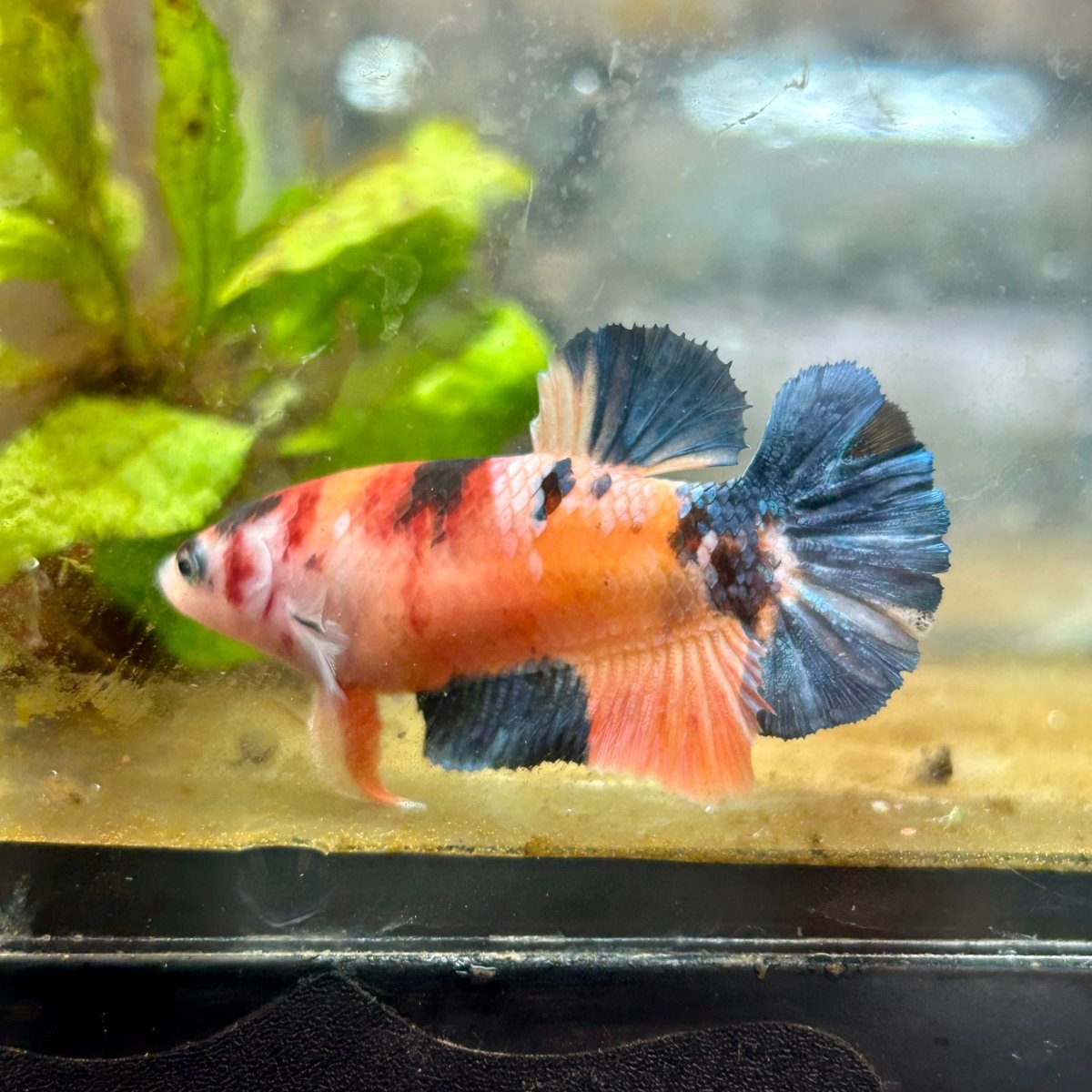 Plakat Koi Orange Cand Female Betta #090