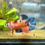 Plakat Koi Orange Cand Female Betta 090 Female betta