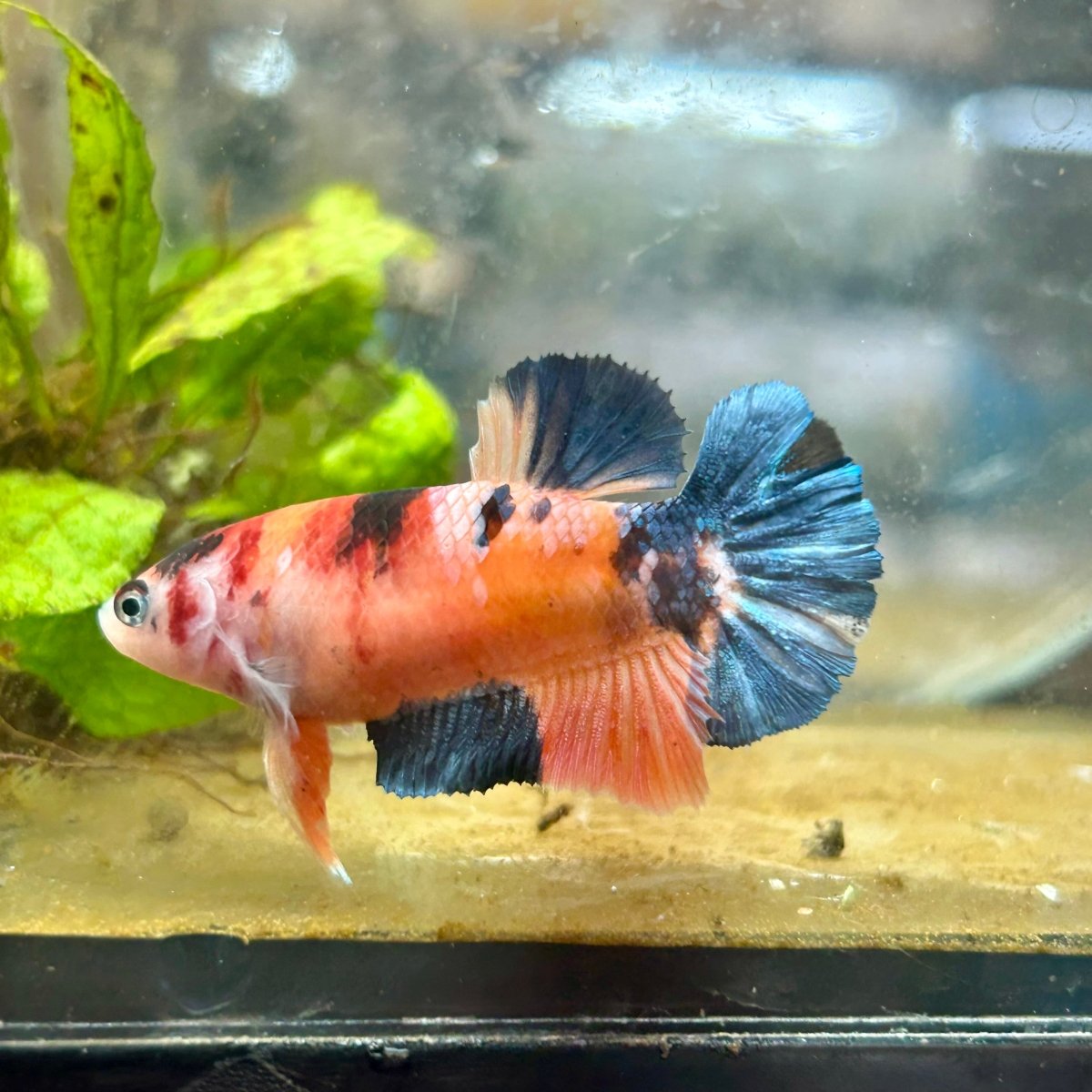 Plakat Koi Orange Cand Female Betta #090