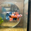 Plakat Koi Orange Cand Female Betta 090 Female betta