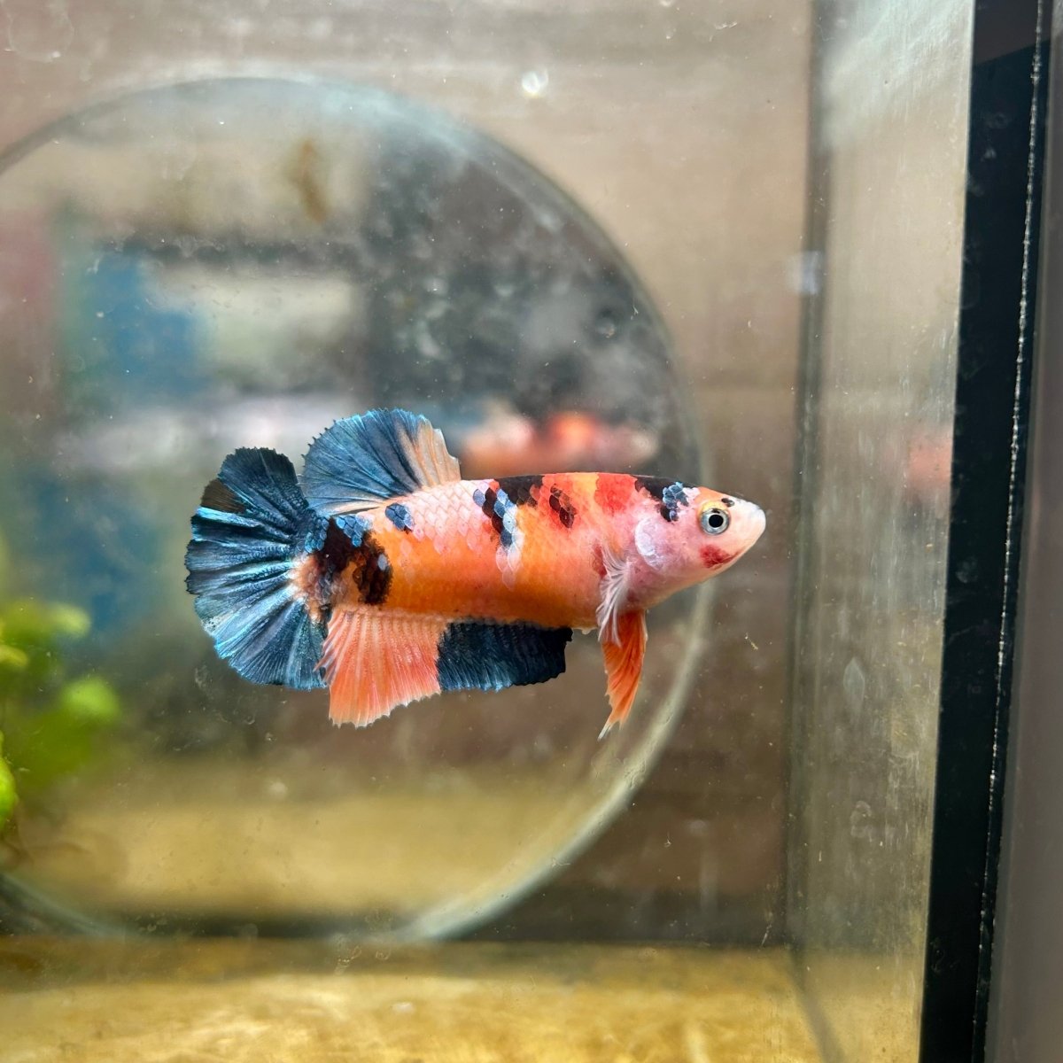 Plakat Koi Orange Cand Female Betta #090