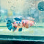Plakat Koi Orange Cand Female Betta 129 Female betta