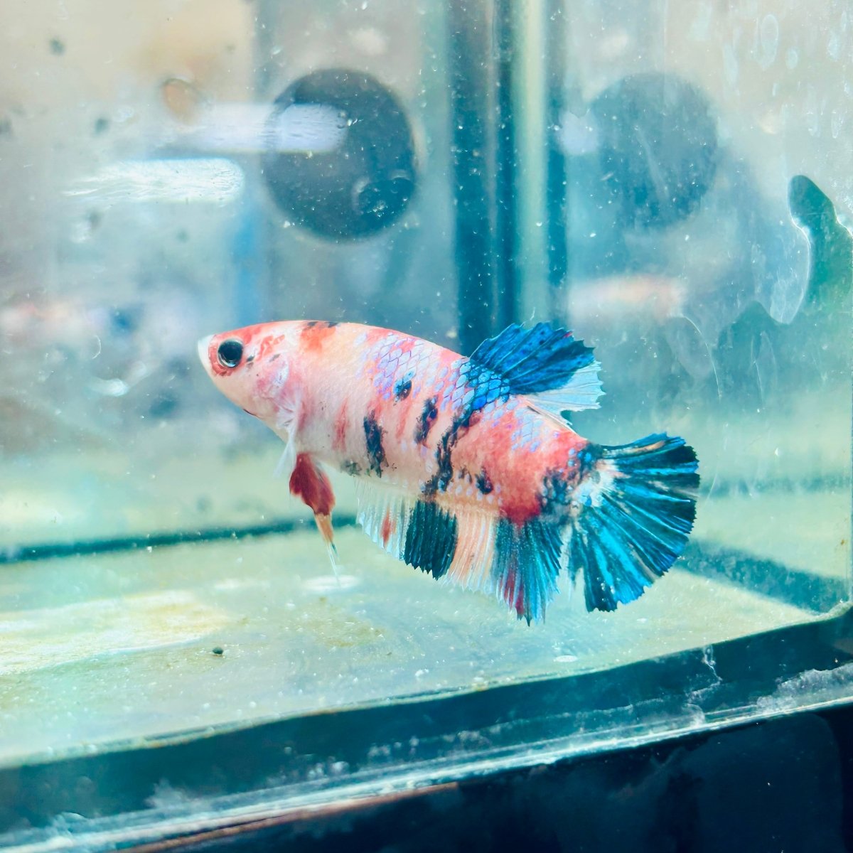 Plakat Koi Orange Cand Female Betta 129 Female betta