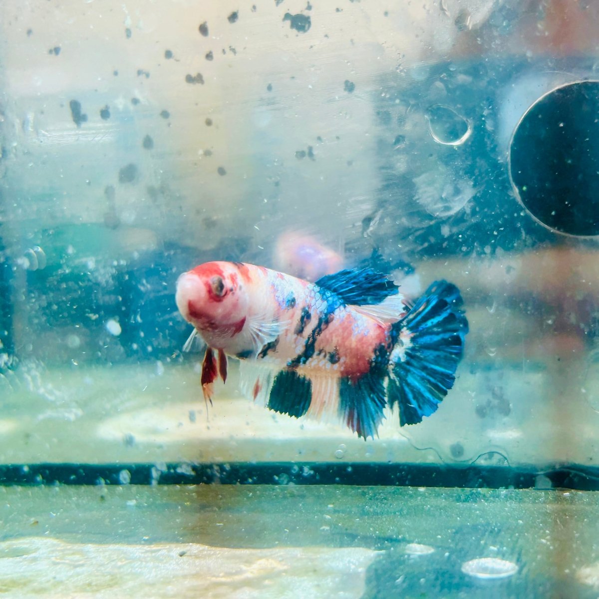 Plakat Koi Orange Cand Female Betta 129 Female betta