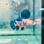 Plakat Koi Orange Cand Female Betta 129 Female betta