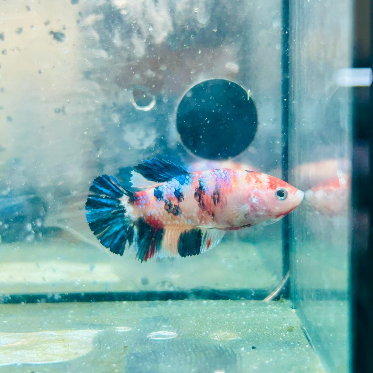 Plakat Koi Orange Cand Female Betta #129