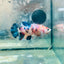 Plakat Koi Orange Cand Female Betta 129 Female betta