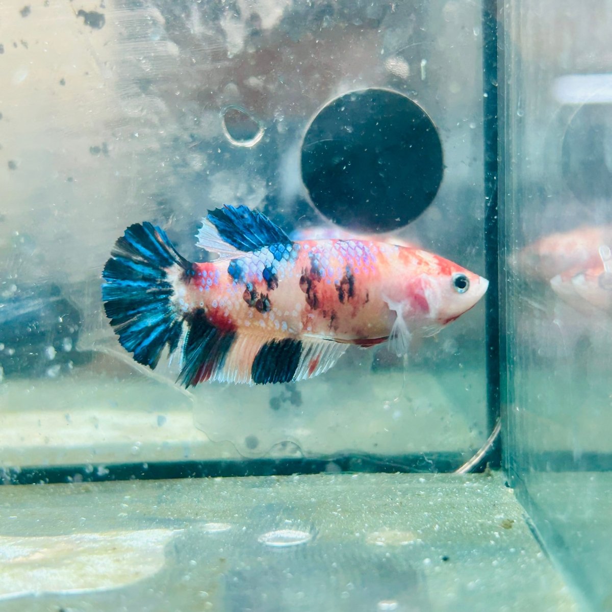 Plakat Koi Orange Cand Female Betta 129 Female betta