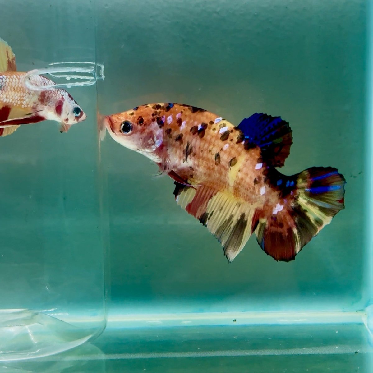 Plakat Koi Orange Giant Female Betta #Ju09