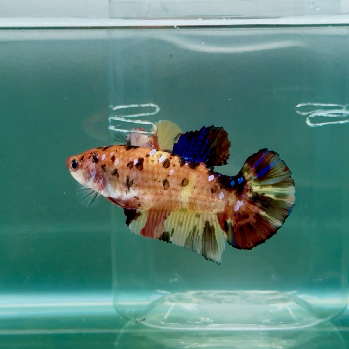 Plakat Koi Orange Giant Female Betta #Ju09