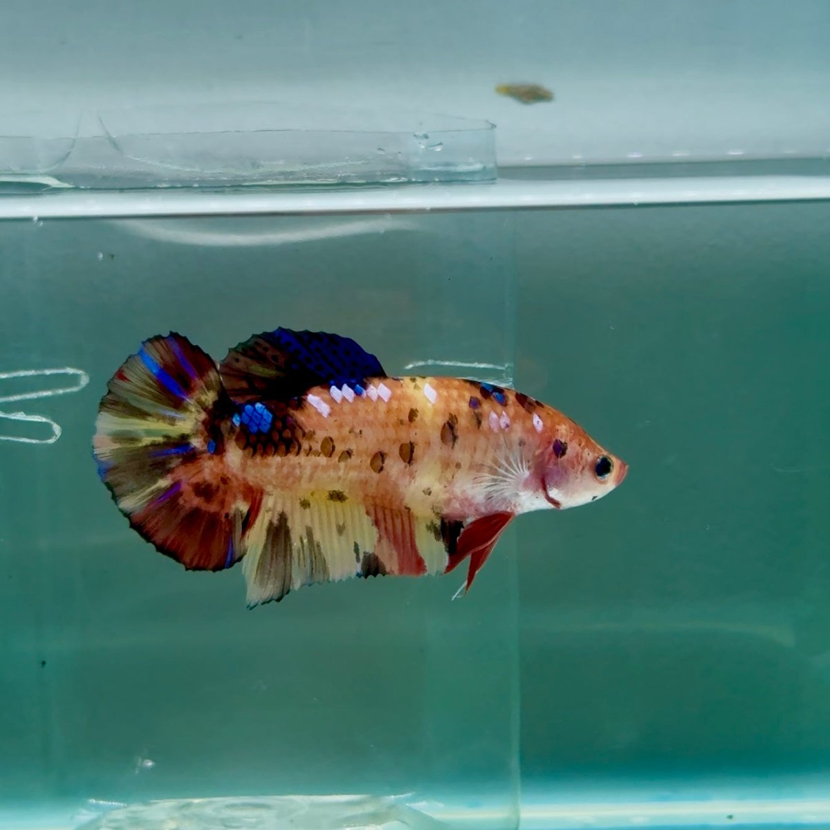 Plakat Koi Orange Giant Female Betta #Ju09