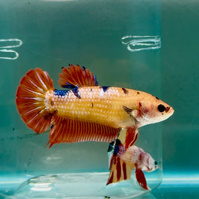 Plakat Koi Orange Giant Female Betta Ju11 Female betta
