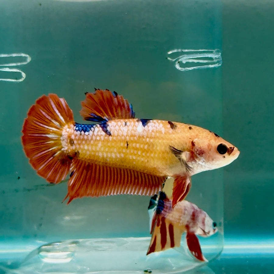Plakat Koi Orange Giant Female Betta Ju11 Female betta