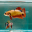 Plakat Koi Orange Giant Female Betta Ju11 Female betta