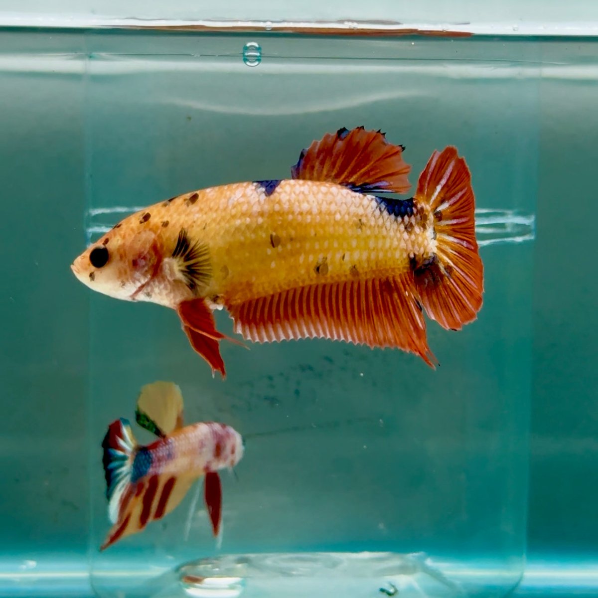 Plakat Koi Orange Giant Female Betta #Ju11