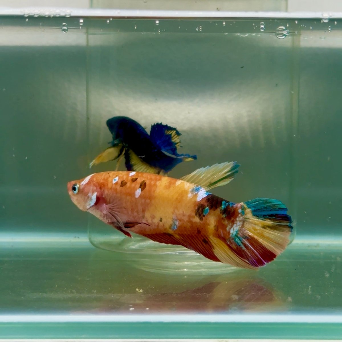Plakat Koi Orange Giant Female Betta Jul04 Female betta