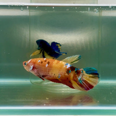 Plakat Koi Orange Giant Female Betta Jul04 Female betta