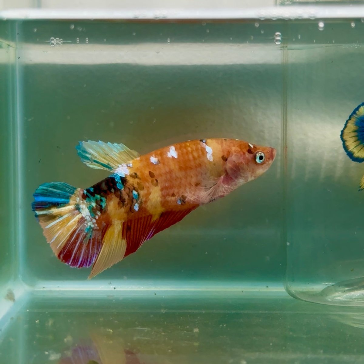 Plakat Koi Orange Giant Female Betta Jul04 Female betta