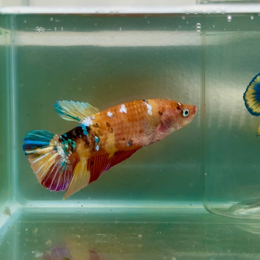 Plakat Koi Orange Giant Female Betta Jul04 Female betta