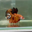 Plakat Koi Orange Male Betta Giant Ju04 Live Betta Fish Male betta
