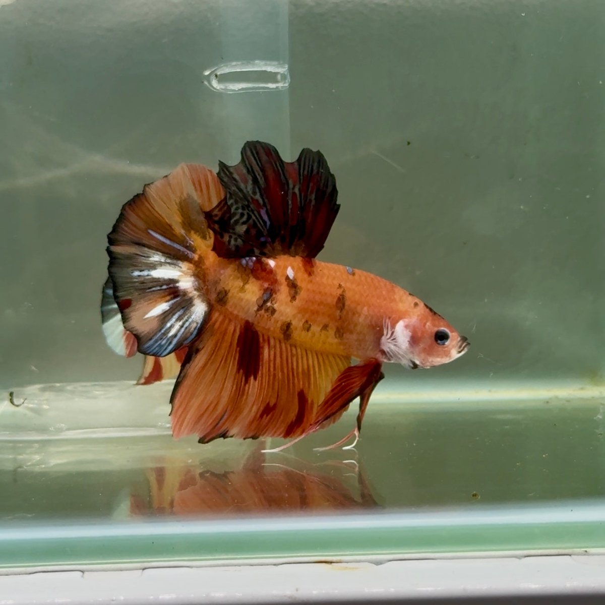 Plakat Koi Orange Male Betta Giant #Ju04