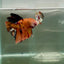 Plakat Koi Orange Male Betta Giant Ju04 Live Betta Fish Male betta